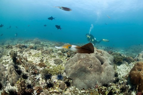 Bigfin Reef Squid (Sepioteuthis lessoniana)