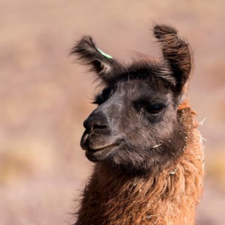 Llama (Lama glama)