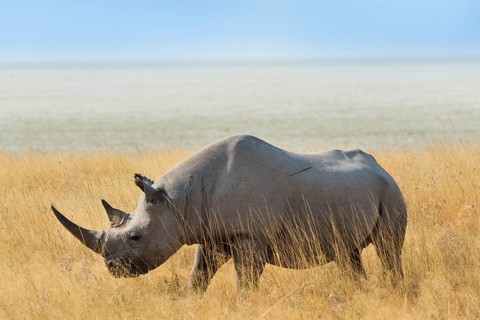 Black Rhino (Diceros bicornis) grazing at the edge of the Etosha Pan