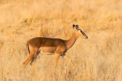 Black Faced Impala (Aepyceros melampus petersi) walking through the grass