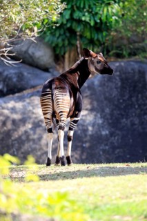 Okapi (Okapia johnstoni)