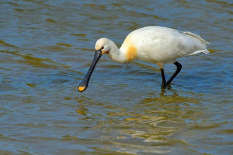 Spoonbill (Platalea leucorodia)