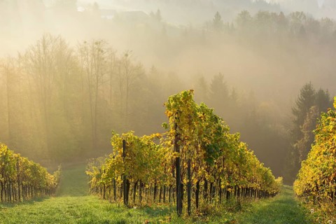 Vineyard in the morning mist