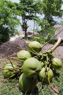 Bunch of coconuts