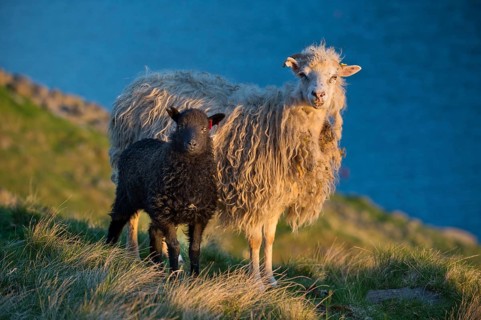 Ewe and lamb