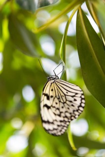 Large Tree Nymph or Paper Kite (Idea leuconoe)