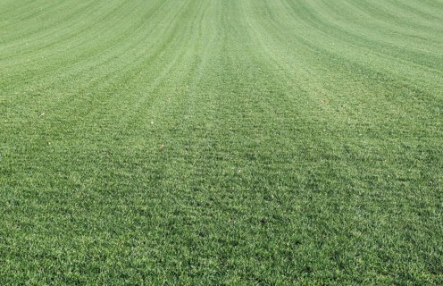 Turf
