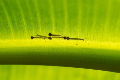 Young caterpillars of the Forest Giant Owl (Owl Butterfly) on the underside of a banana leaf