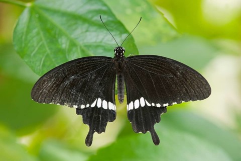 Common Mormon butterfly (Papilio polytes)