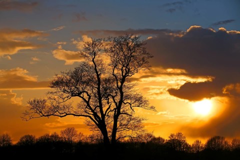 Silhouette of a tree against a cloudy sky at sunset