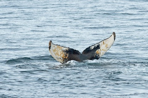 Fluke