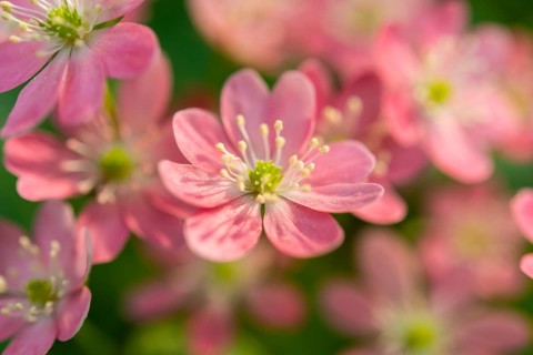 Pink Hepatica or Liverwort (Hepatica)