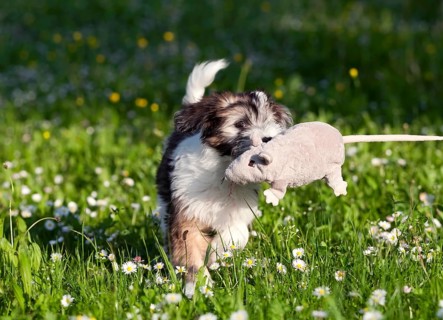 Tibetan Terrier