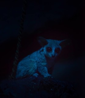 Galago or Bush Baby (Galagonidae