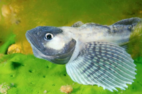 Yellow-fin Baikal Sculpin or Baikal Yellowfin (Cottocomephorus grewingkii)