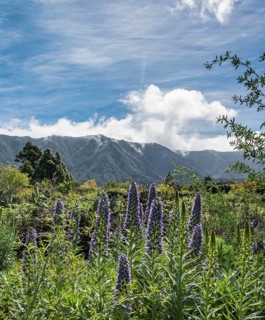 Webb's Bugloss (Echium webbii)