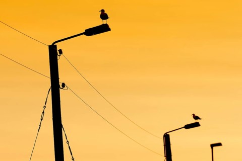 Seagulls on power poles