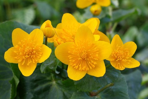 Kingcup or Marsh Marigold (Caltha palustris)