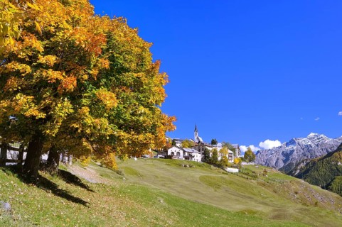 Autumnal tree