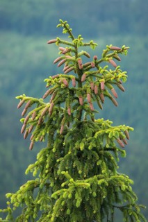 Common spruce (Picea abies)