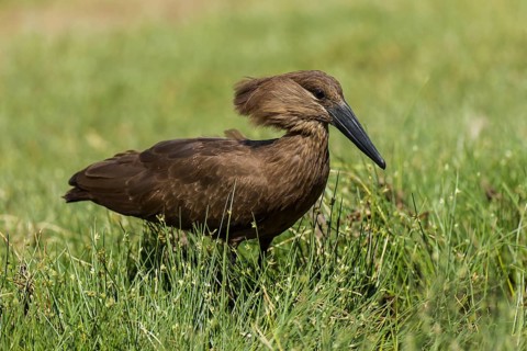Hamerkop (Scopus umbretta)