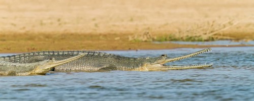 Gharial (Gavialis gangeticus)