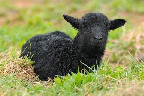 Newborn black lamb on a meadow
