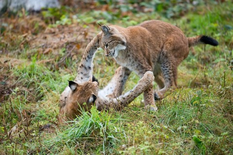 Eurasian Lynxes (Lynx lynx)