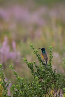 Orange-breasted Sunbird (Anthobaphes violacea)