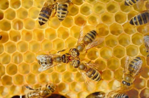 Honey Bee (Apis mellifera var carnica) being fed by two other bees