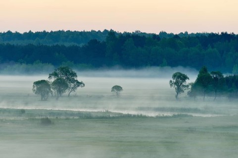 Landscape in morning mist