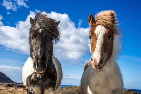 Two Icelandic horses at Hval Fjord or Hvalfjorour
