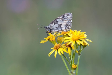 Marbled White (Melanargia galathea) on Ragwort (Senecio jacobaea)