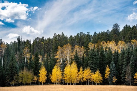 Autumnally colored Common aspens (Populus tremula) between Coniferous Forest