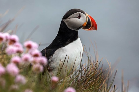 Puffin (Fratercula arctica)