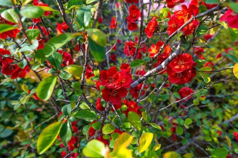 Flowering Japanese quince (Chaenomeles speciosa)