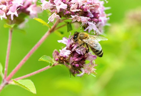 Honey bee (Apis mellifera) on purple flower