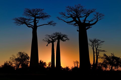 Grandidier's Baobab or Baobab Trees (Adansonia grandidieri) on the Baobab Avenue at sunset