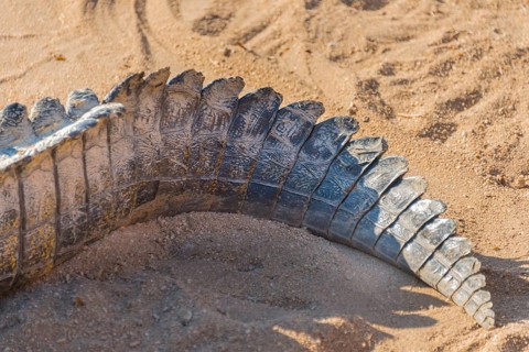 Tail of a Nile Crocodile (Crocodylus niloticus)