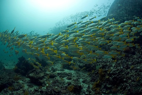 Yellowtail Snapper (Ocyurus chrysurus)