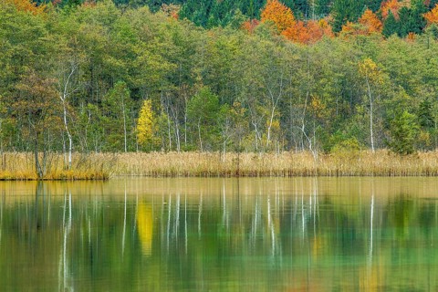 Autumn forest with its reflection in Almsee lake