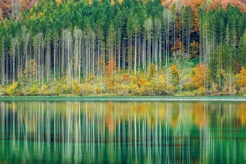 Autumn forest with its reflection in Almsee lake