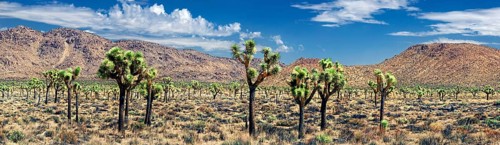 Joshua Trees or Palm Tree Yuccas (Yucca brevifolia)