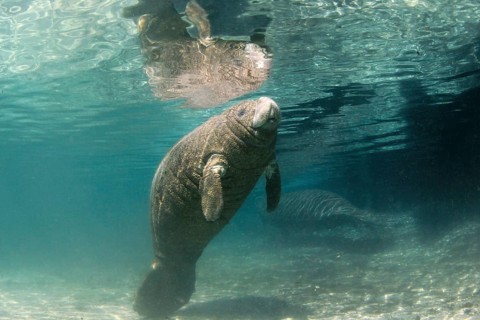 West Indian Manatee or Sea Cow (Trichechus manatus)