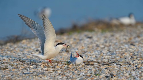 Common Tern (Sterna hirundo)