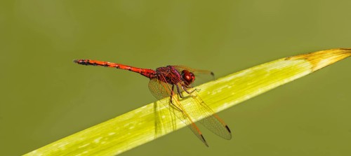 Red-veined Darter (Sympetrum fonscolombii) on leaf
