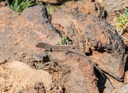 Tenerife Lizard (Gallotia galloti) basking on a rock