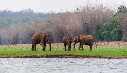 Asian elephant or Indian elephant (Elephas maximus)