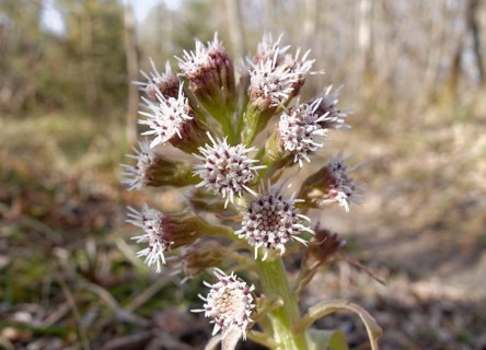White Butterbur (Petasites albus)
