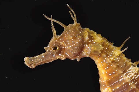 Short-snouted Seahorse (Hippocampus hippocampus)
